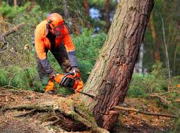 How Our Tree Care Process Works  in  Terre Haute, IN